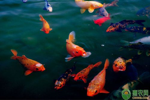 魚兒養(yǎng)殖技巧中草藥在水產(chǎn)養(yǎng)殖中的應(yīng)用