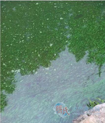藍(lán)藻水華對(duì)水產(chǎn)養(yǎng)殖的危害及控制技術(shù)(圖13)