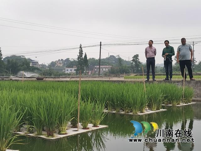 魚萍,魚菜,魚藕共生……瀘縣多種模式治理水產(chǎn)養(yǎng)殖污染改善水環(huán)境(圖1