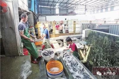 九江鎮(zhèn)水產養(yǎng)殖迎豐收季,冷鏈運輸供應全國