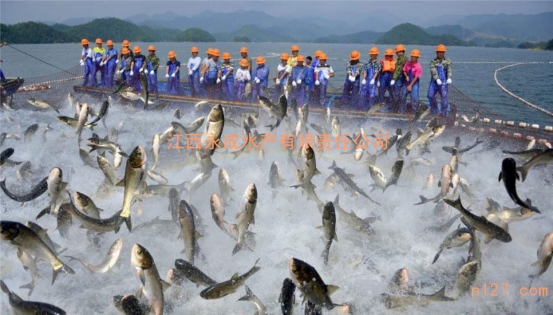贛州水產(chǎn)養(yǎng)殖廠(chǎng),高端淡水魚(yú),網(wǎng)箱養(yǎng)殖