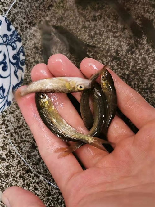 養(yǎng)殖青魚(yú)苗直銷(xiāo)詢(xún)問(wèn)報(bào)價(jià) 活潑水產(chǎn)養(yǎng)殖