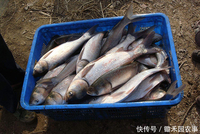 水產(chǎn)養(yǎng)殖風(fēng)險(xiǎn)大,這些保險(xiǎn),能讓你把養(yǎng)殖風(fēng)險(xiǎn)降最低