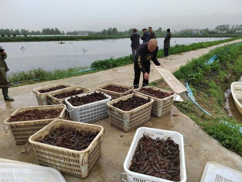 大家富才是真的富 陽新水產(chǎn)養(yǎng)殖大戶義務(wù)搭建銷售平臺(tái)