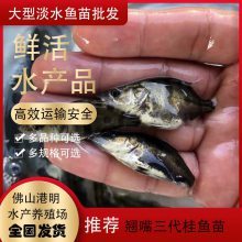 【精選桂花魚苗鱖魚魚苗 常寧縣促銷出售翹嘴鱖魚苗圖片】精選桂花魚苗鱖魚魚苗 常寧縣促銷出售翹嘴鱖魚苗 - 佛山市高明區(qū)楊和鎮(zhèn)港明魚苗場(chǎng)