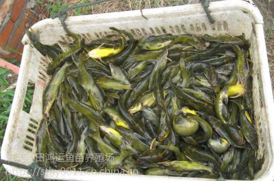 惠州土塘虱魚苗采購市場_魚苗養(yǎng)殖場_鴻運(yùn)水產(chǎn)批發(fā)市場