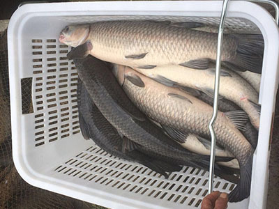江蘇王龍水產(chǎn)品養(yǎng)殖專業(yè)合作社大量出售、鯽魚、鳊魚、青魚_青魚價(jià)格_中國(guó)水產(chǎn)養(yǎng)殖網(wǎng)
