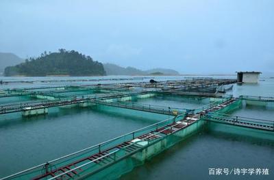 養(yǎng)殖鱖魚(yú)的布局、規(guī)劃以及自然條件的需求
