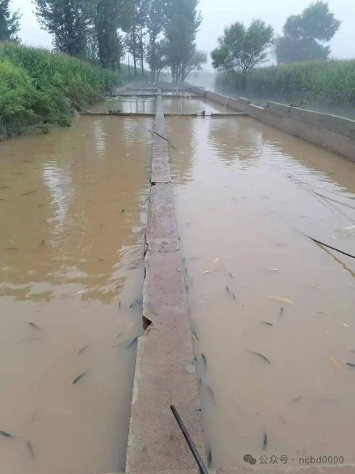 又出事了 10人死14人失聯(lián) 3.6萬畝水產(chǎn)養(yǎng)殖受災(zāi) 海參暴斃,遼寧有養(yǎng)戶一夜被淹走300萬元