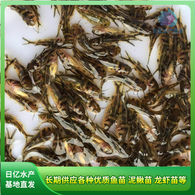 產(chǎn)品圖片_廣州市花都區(qū)赤坭日億水產(chǎn)魚(yú)苗養(yǎng)殖場(chǎng)