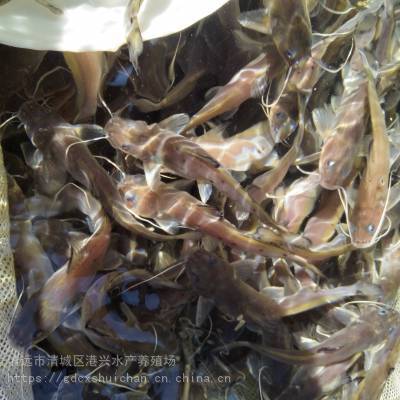 港興( Gang Xing ) 廈門(mén)市魚(yú)苗養(yǎng)殖場(chǎng) 生態(tài)西江鉗魚(yú) 魚(yú)苗批發(fā)