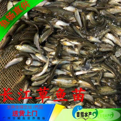 大同草魚(yú)苗 送貨上門(mén)草魚(yú)苗 黑草魚(yú)苗 鳙魚(yú)苗
