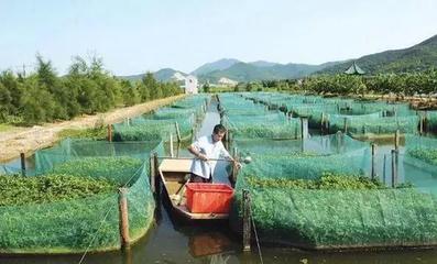 網(wǎng)箱養(yǎng)殖龍蝦,很多人發(fā)財(cái)都是第一點(diǎn)做的好.